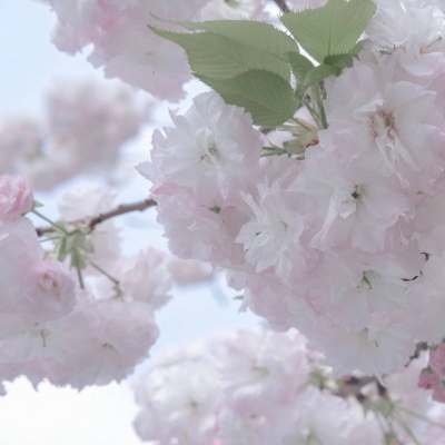 Furry插画素材分享FurryQQ群